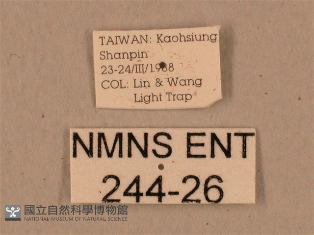 背中白天蛾藏品圖，第3張