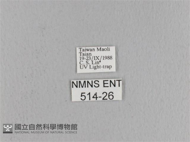 松大毛蟲藏品圖，第3張