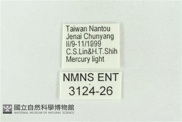 印華波紋蛾藏品圖，第3張