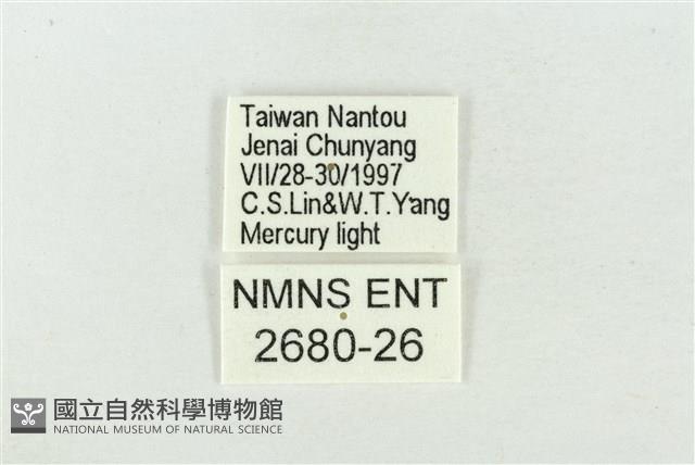 臺洒波紋蛾藏品圖，第3張