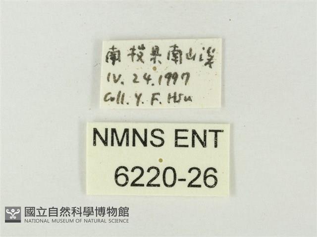 銀帶三尾灰蝶藏品圖，第3張