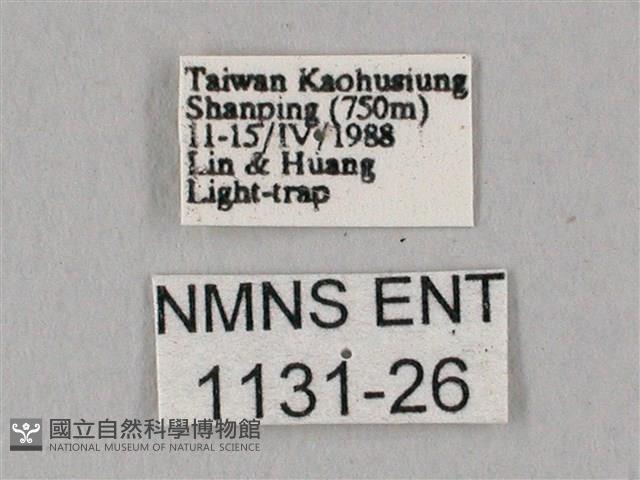 粗斜紋天蛾藏品圖，第3張