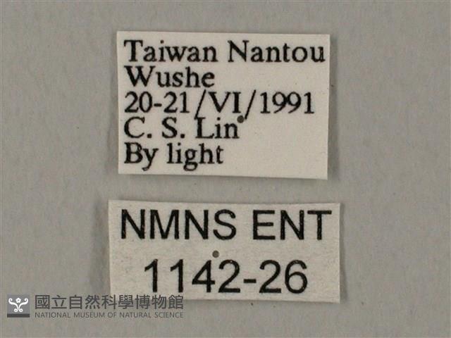 裂斑鷹翅天蛾藏品圖，第3張