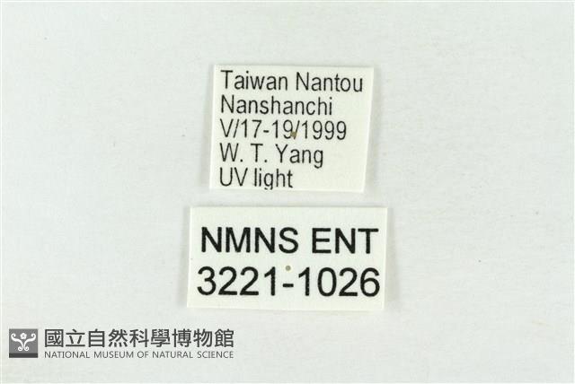素木綠刺蛾藏品圖，第3張