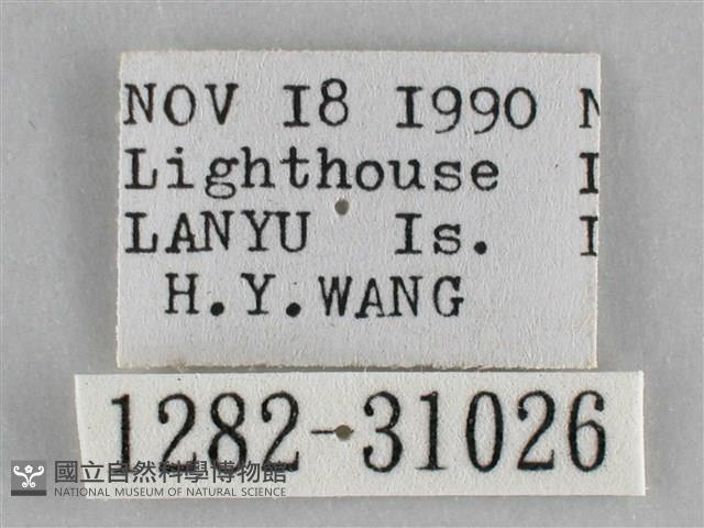 霜天蛾藏品圖，第3張