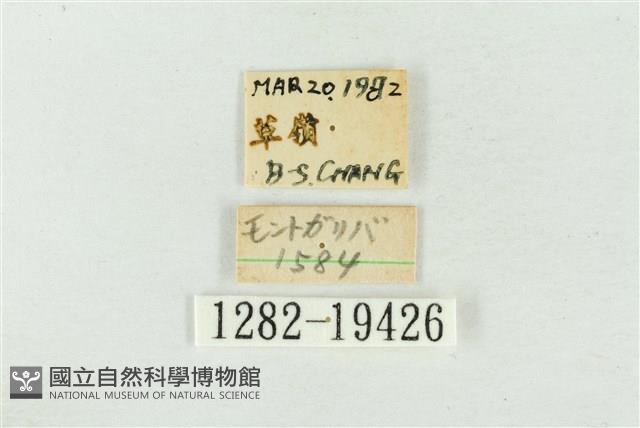 大斑波紋蛾藏品圖，第3張