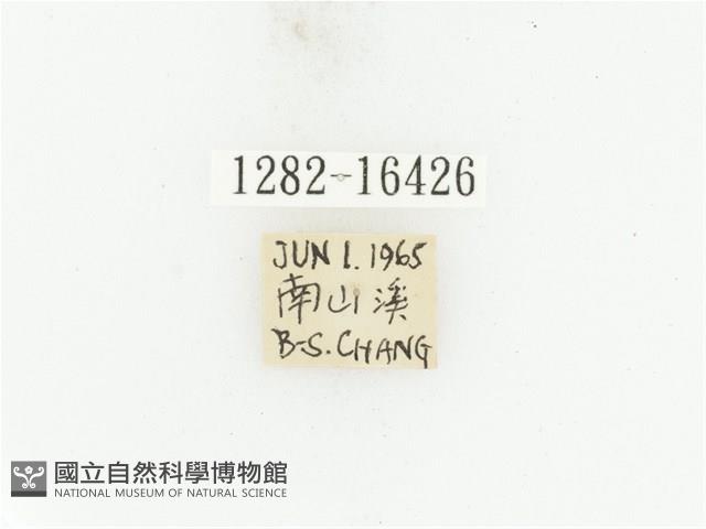 藍艷白點花金龜藏品圖，第2張