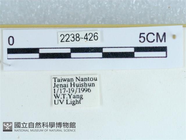 粉蝶燈蛾藏品圖，第3張