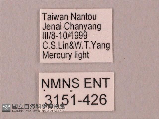 栗六點天蛾藏品圖，第3張