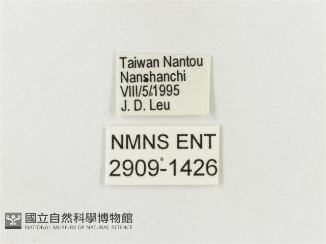 白斑蔭眼蝶藏品圖，第3張