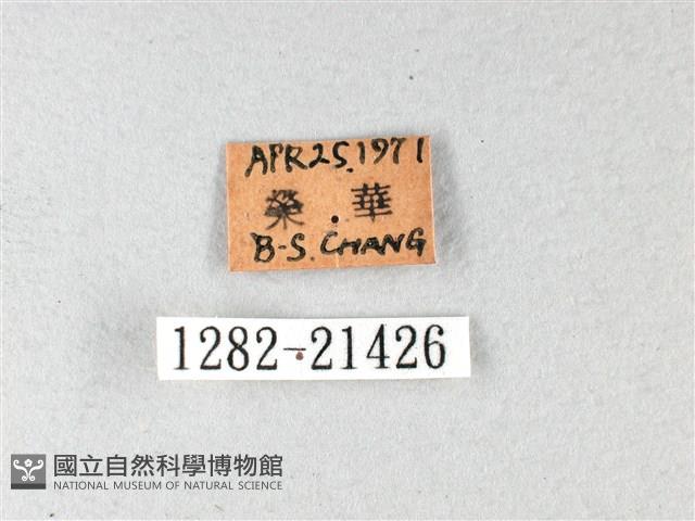 長翅弄蝶藏品圖，第3張