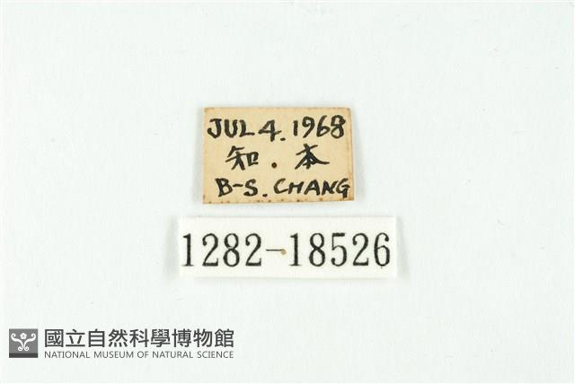 南方燕藍灰蝶藏品圖，第3張