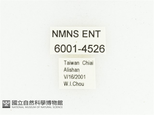 巴蘭陷紋金龜藏品圖，第2張
