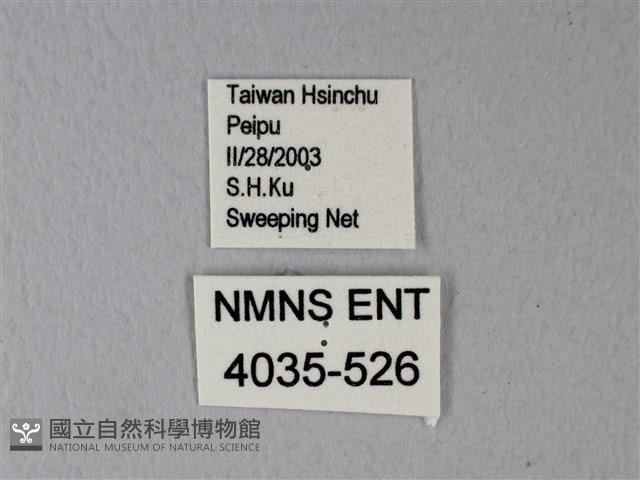 緣點白粉蝶藏品圖，第3張