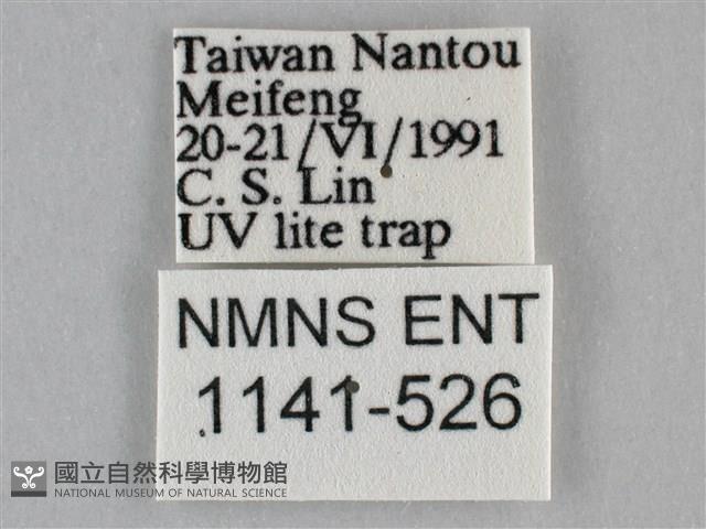 雙峰霜尺蛾藏品圖，第3張