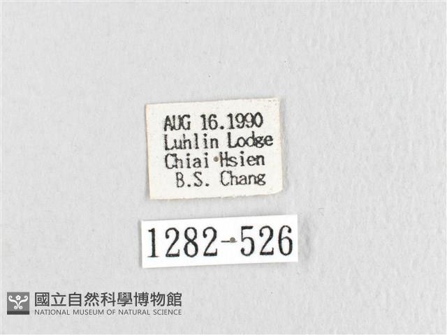 臺灣鋸紋枯葉蛾藏品圖，第3張