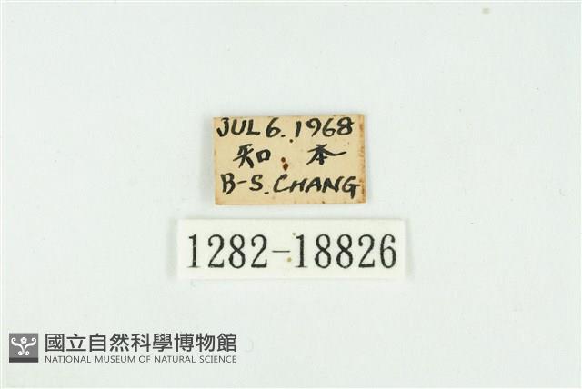 熙灰蝶藏品圖，第3張
