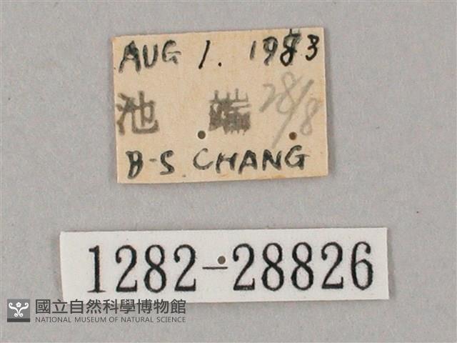 綠背斜紋天蛾藏品圖，第3張