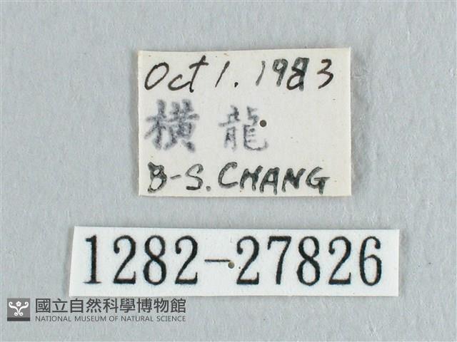 彎黑黃鉤蛾藏品圖，第3張