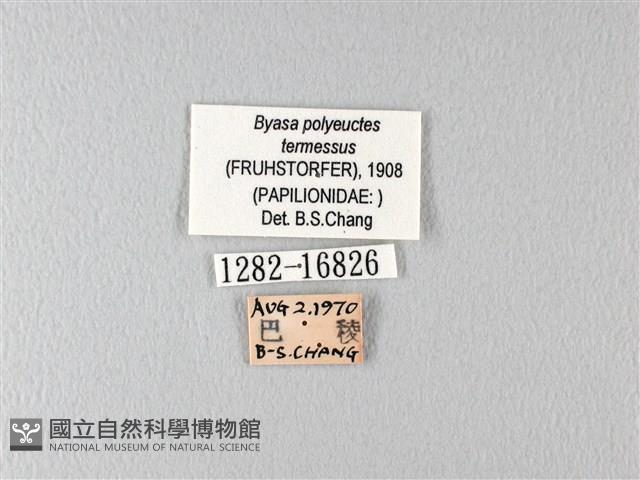 多姿麝鳳蝶藏品圖，第3張