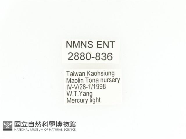 臺灣鍬形金龜藏品圖，第2張