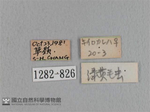 青枯葉蛾藏品圖，第3張