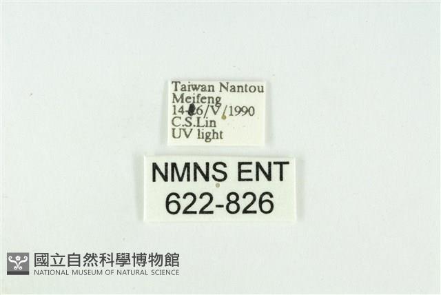 寬紋黃毒蛾藏品圖，第3張