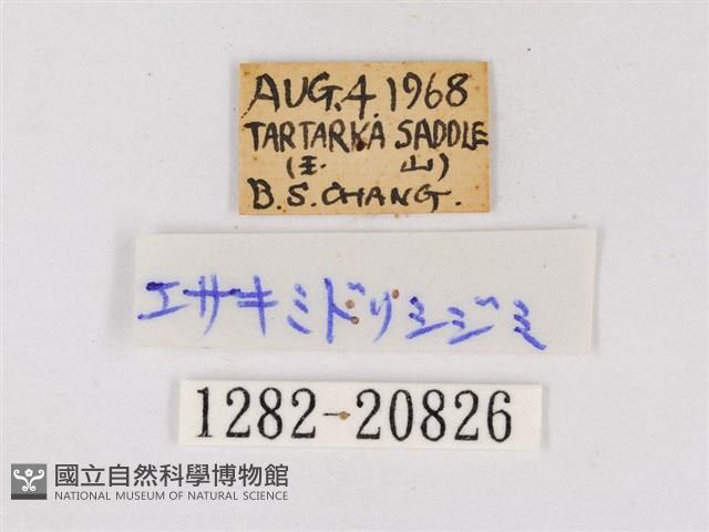 碧翠灰蝶藏品圖，第3張