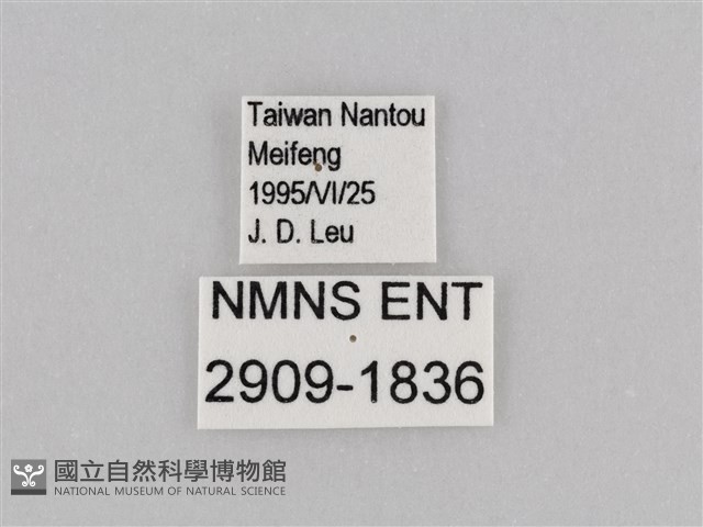 深山黛眼蝶藏品圖，第3張