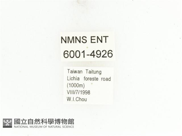 藍艷白點花金龜藏品圖，第2張