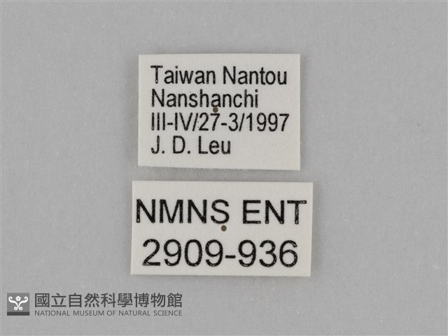 臺灣絹蛺蝶藏品圖，第3張