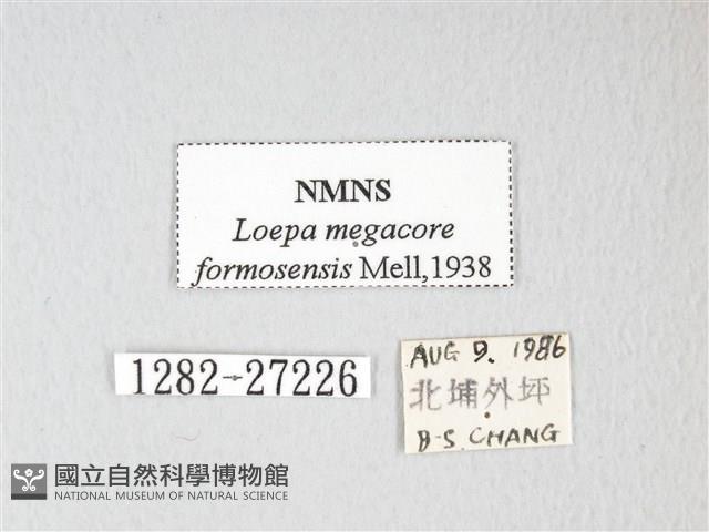 黃豹天蠶蛾藏品圖，第3張