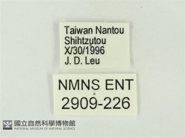 玳灰蝶藏品圖，第3張