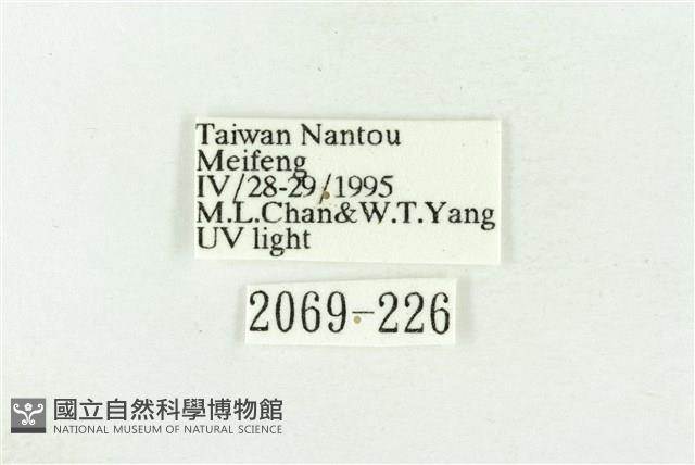 棍棒污燈蛾藏品圖，第3張