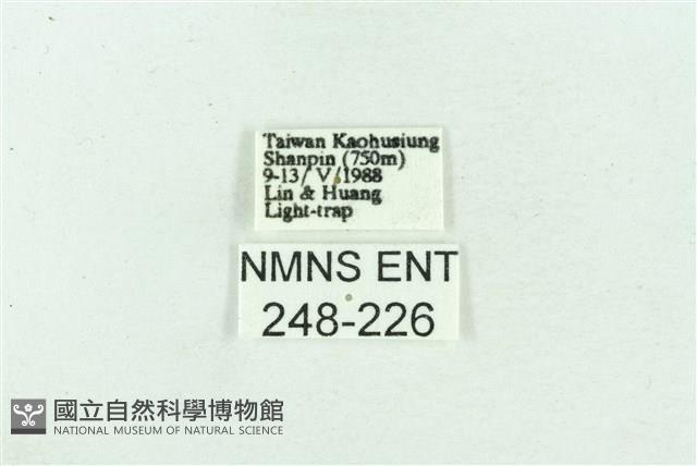 菊池污燈蛾藏品圖，第3張