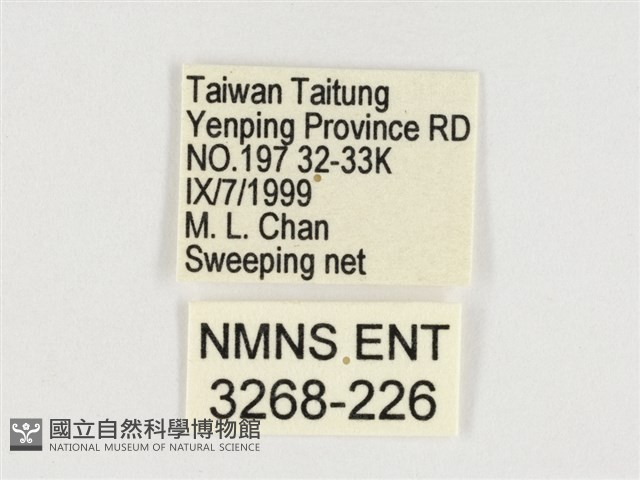 斯氏絹斑蝶藏品圖，第3張