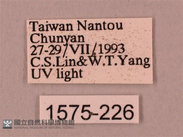 桃紅六點天蛾藏品圖，第3張