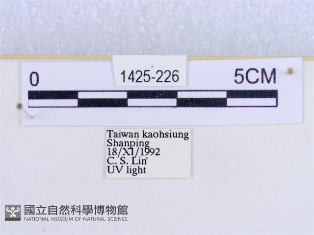 閃光苔蛾藏品圖，第3張