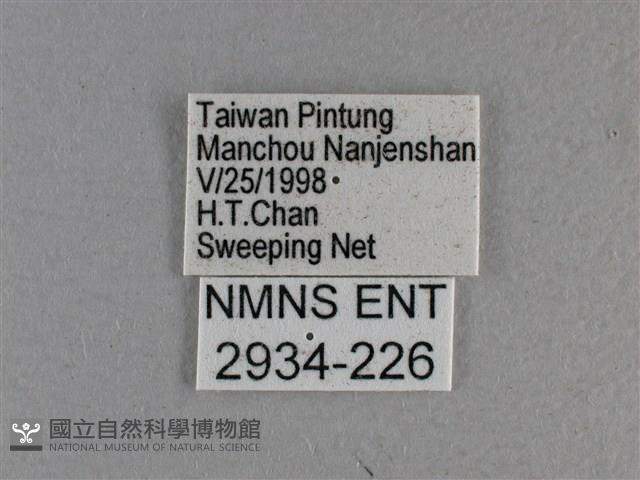 白斑弄蝶藏品圖，第3張