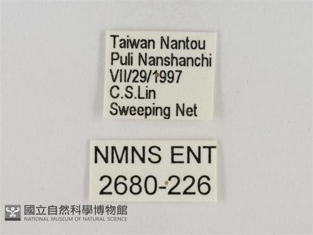 淡褐脈粉蝶藏品圖，第3張