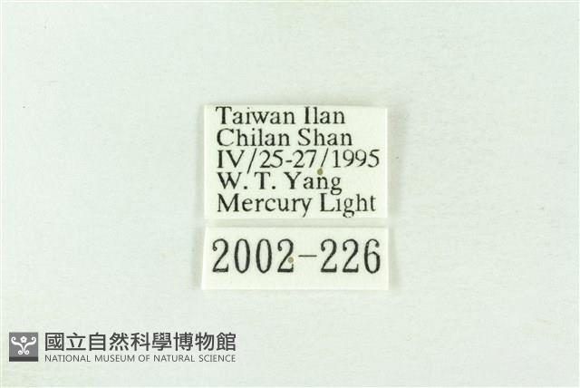 棍棒污燈蛾藏品圖，第3張