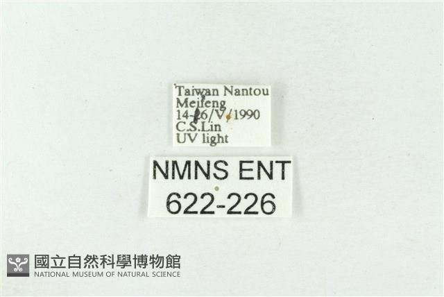 棍棒污燈蛾藏品圖，第3張