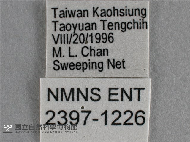 散紋盛蛺蝶藏品圖，第3張