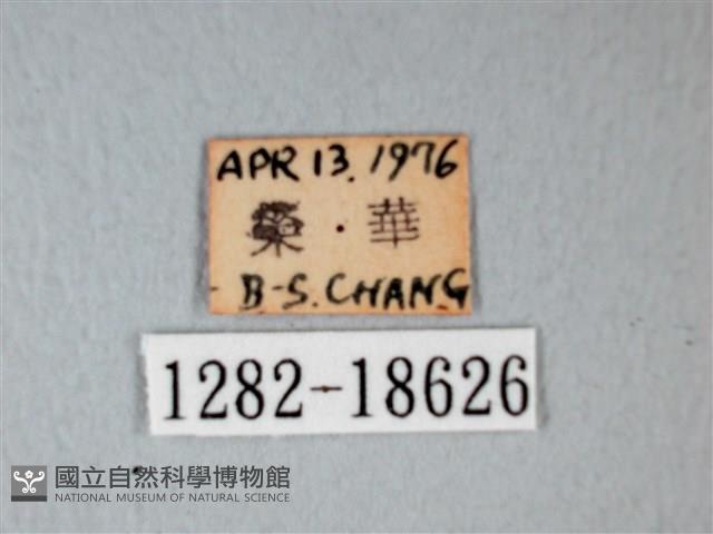 細邊琉灰蝶藏品圖，第3張