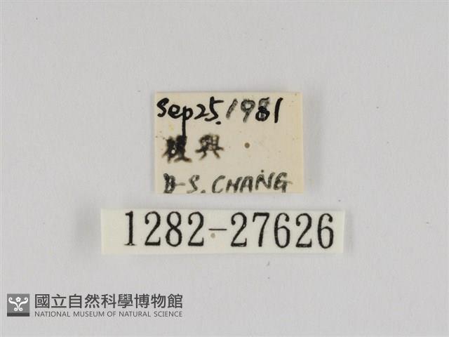 線紋篩蛾藏品圖，第3張