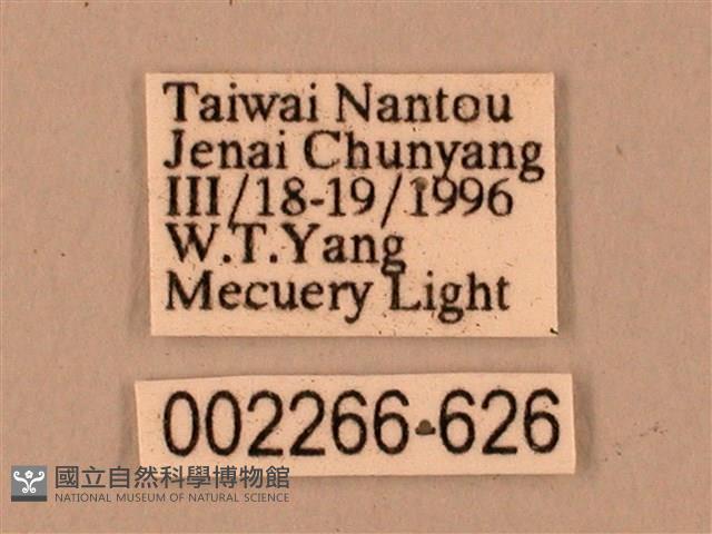 臺灣鋸翅天蛾藏品圖，第3張