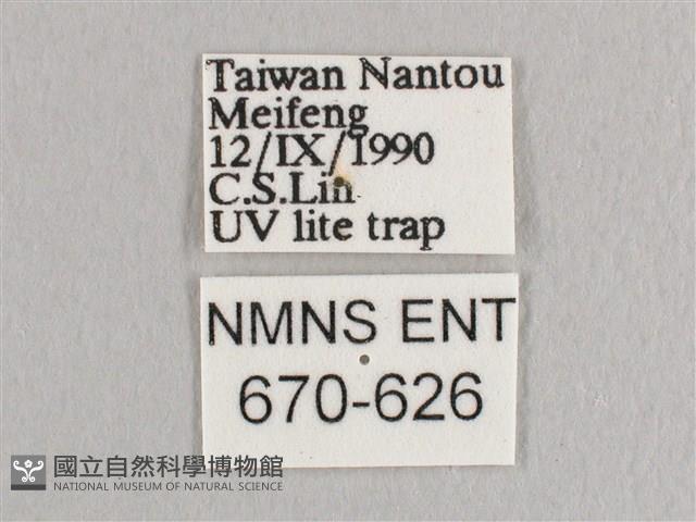 銀端帶鉤蛾藏品圖，第3張