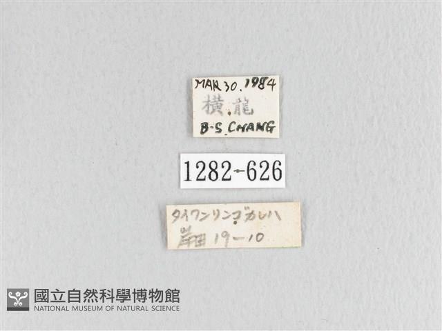 臺灣蘋毛蟲藏品圖，第3張