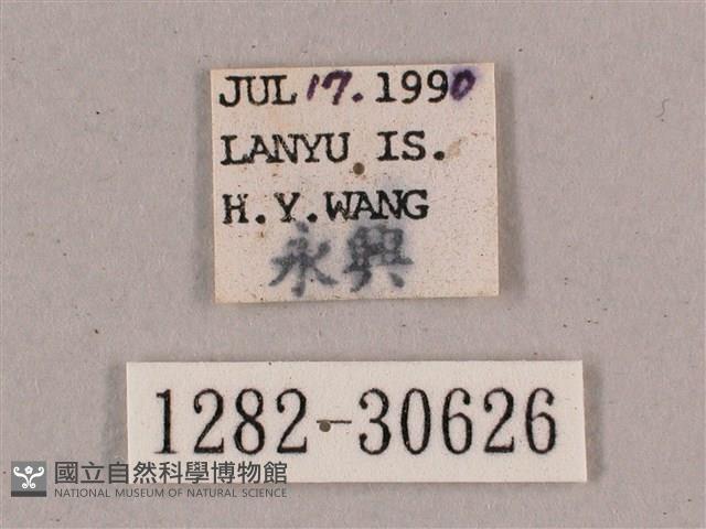 背帶斜紋天蛾藏品圖，第3張