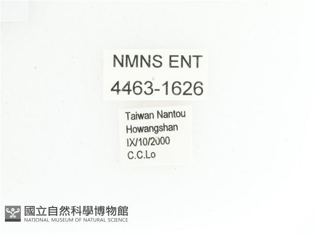 艷金龜藏品圖，第2張